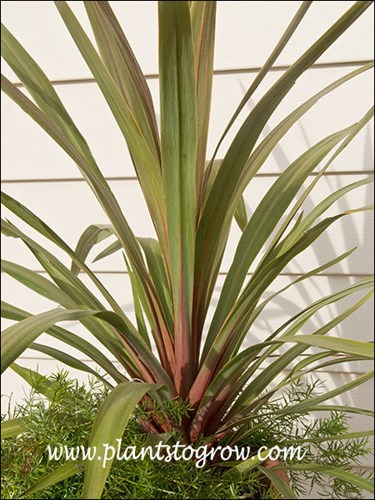 The reddish inner bases of the leaves.